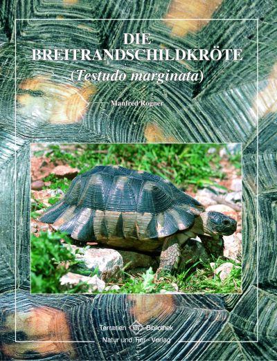 Breitrandschildkröte