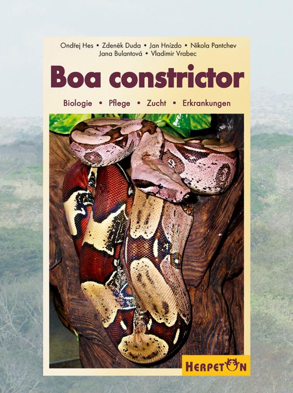 Boa constrictor