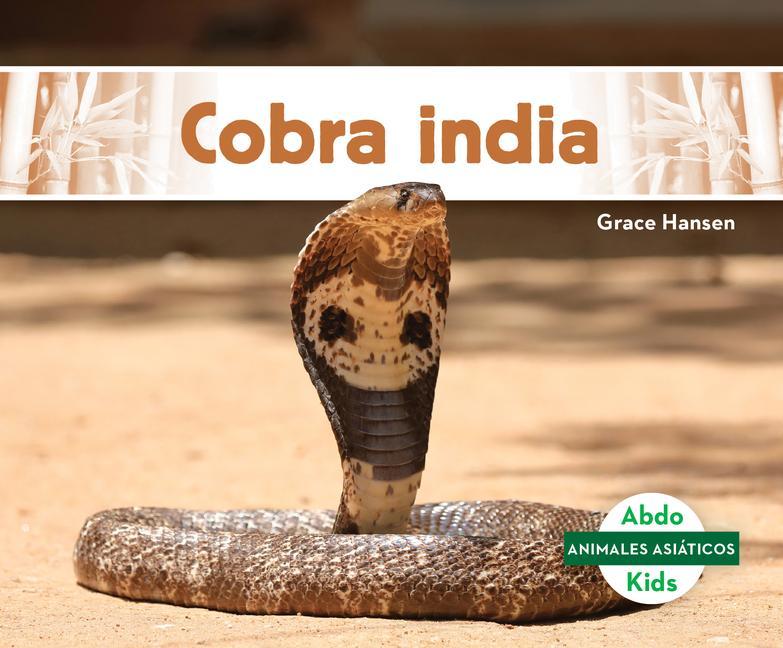 Cobra India (Indian Cobra)