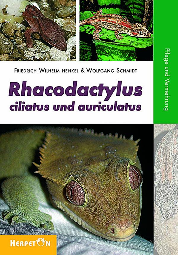 Rhacodactylus ciliatus und auriculatus