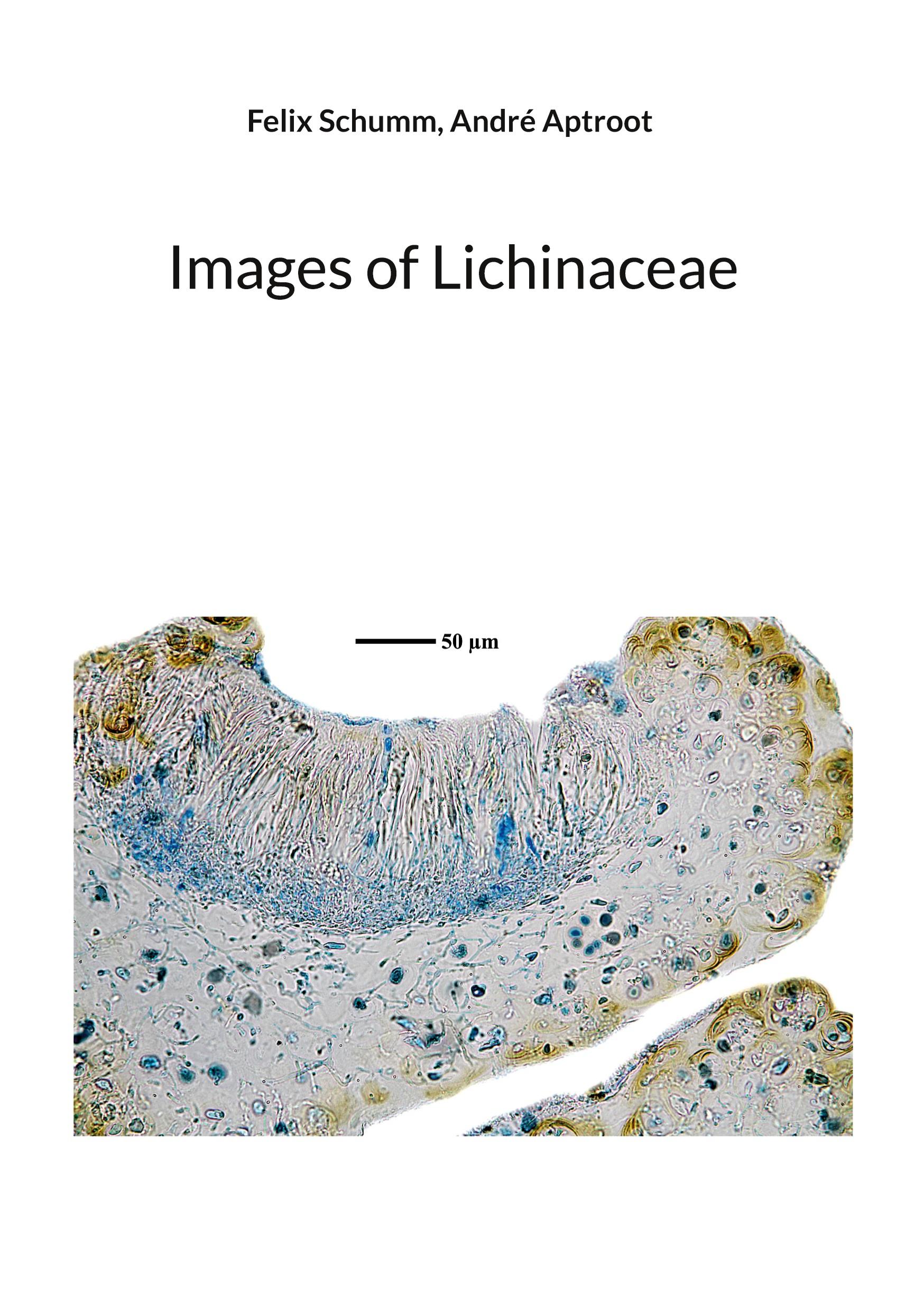 Images of Lichinaceae