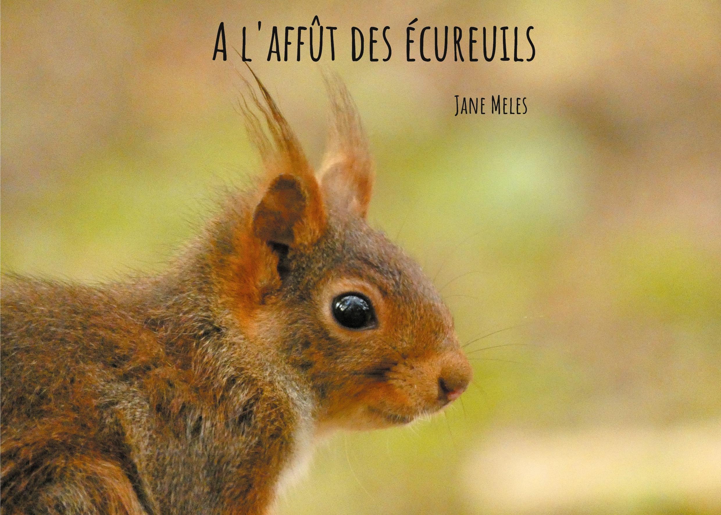 A l'affût des écureuils