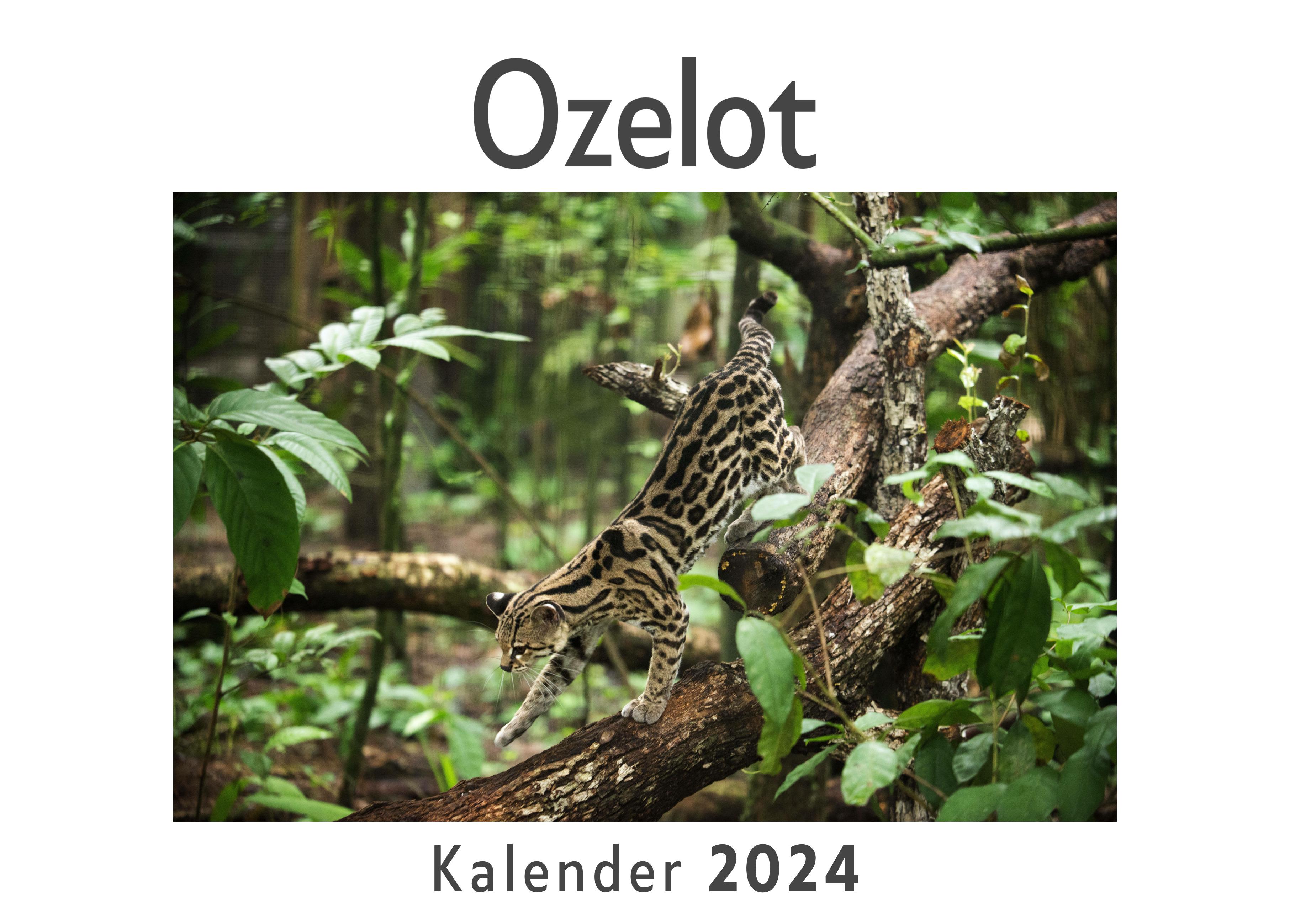 Ozelot (Wandkalender 2024, Kalender DIN A4 quer, Monatskalender im Querformat mit Kalendarium, Das perfekte Geschenk)