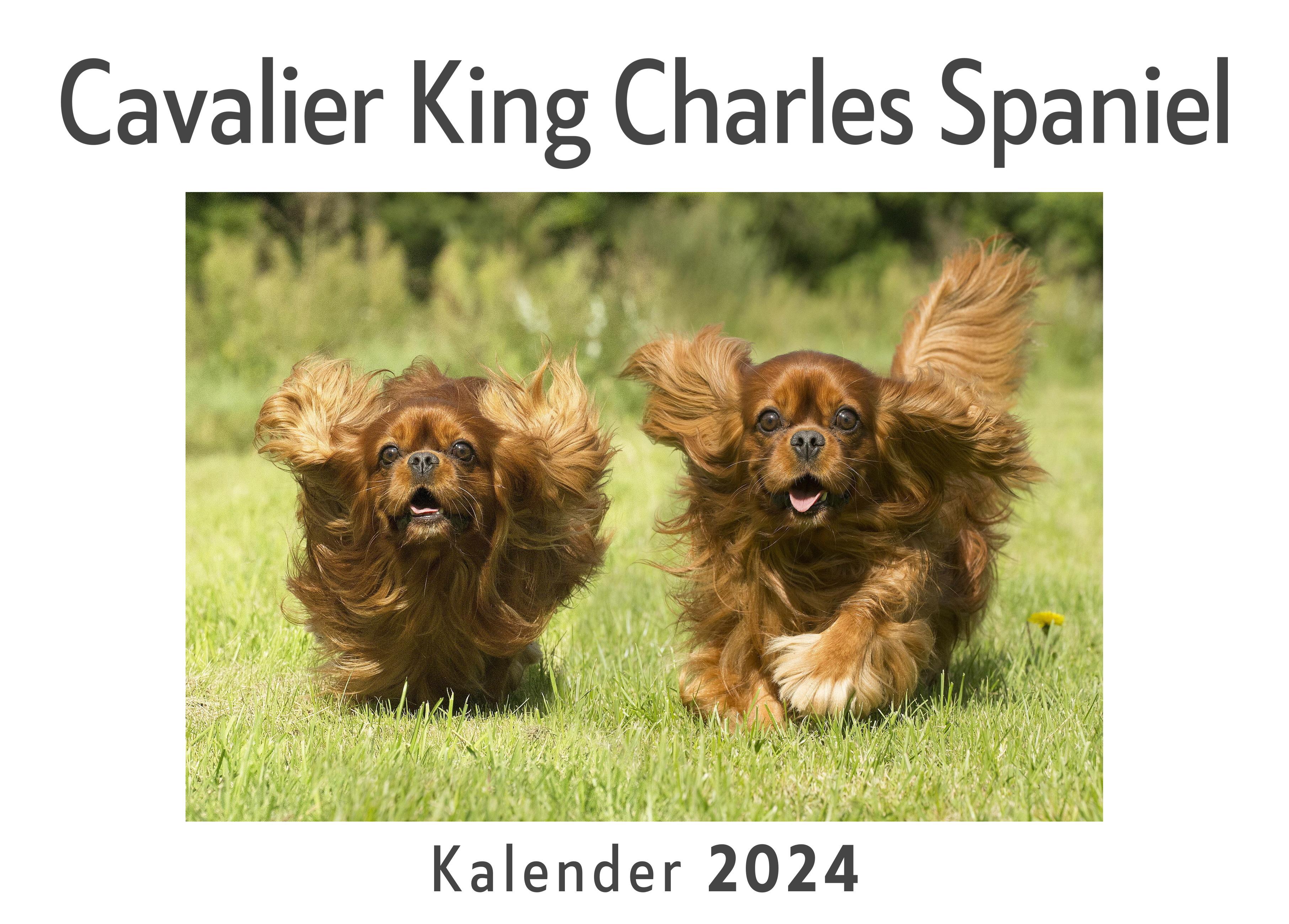 Cavalier King Charles Spaniel (Wandkalender 2024, Kalender DIN A4 quer, Monatskalender im Querformat mit Kalendarium, Das perfekte Geschenk)