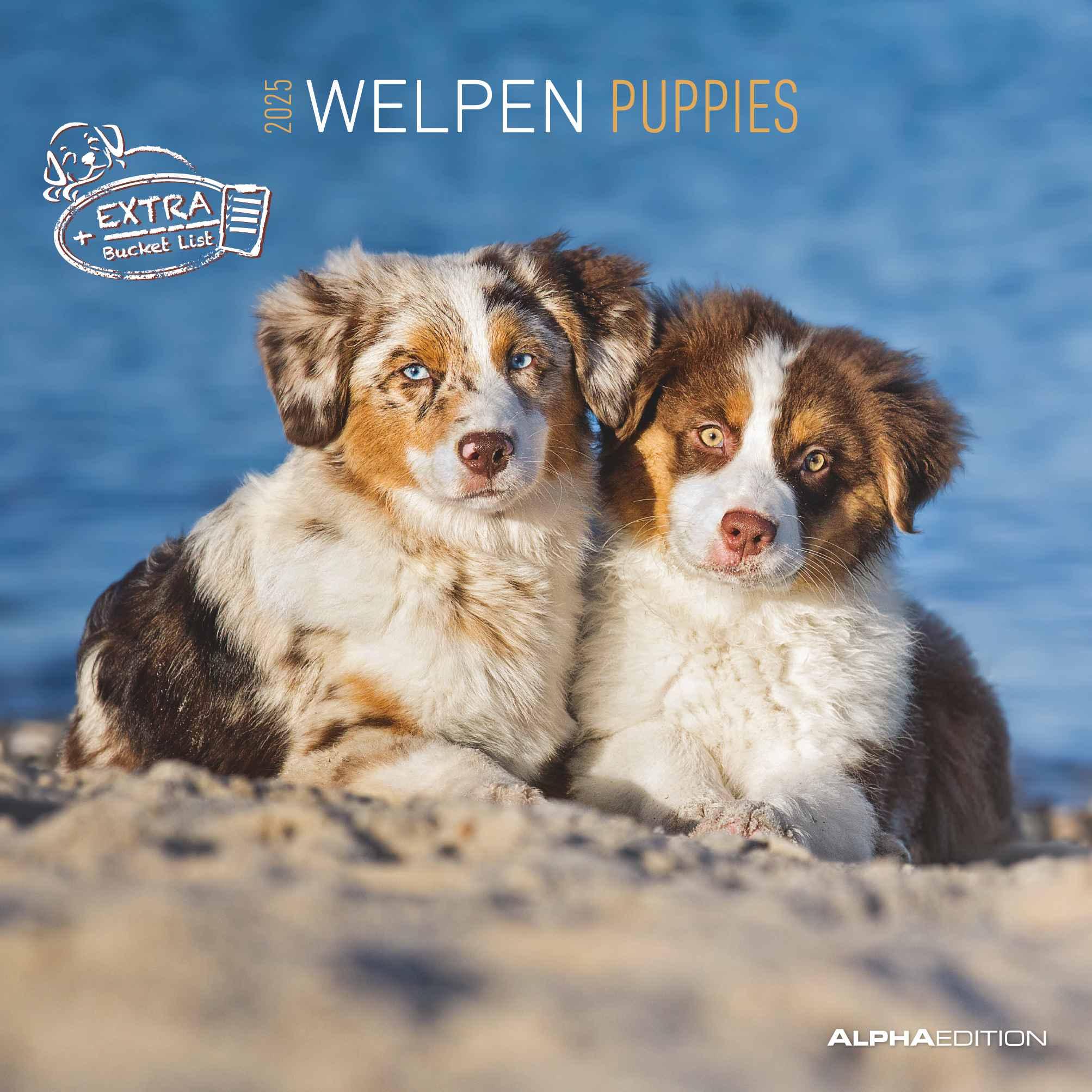 Welpen 2025 - Broschürenkalender 30x30 cm (30x60 geöffnet) - Kalender mit Platz für Notizen - Puppies - Hundekalender - Bildkalender - Wandkalender