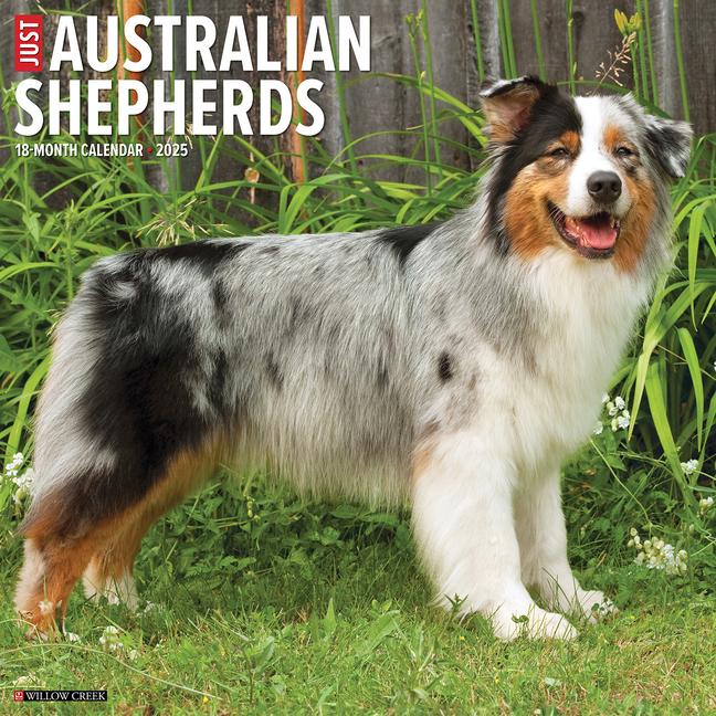 Just Australian Shepherds 2025 12 X 12 Wall Calendar