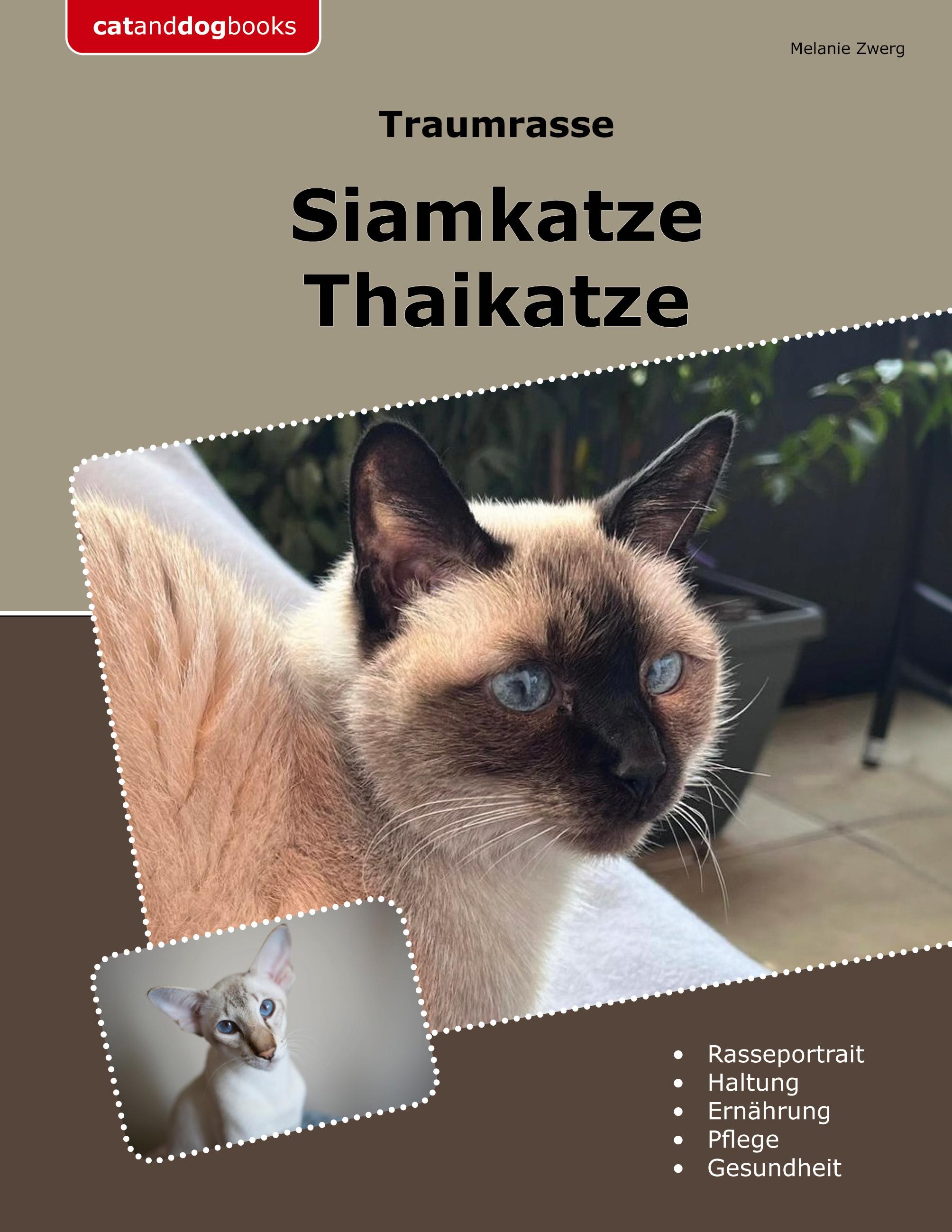 Traumrasse Siamkatze