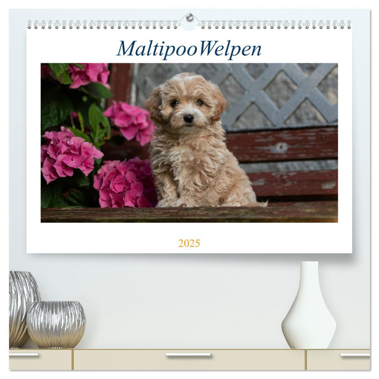 Maltipoo Welpen (hochwertiger Premium Wandkalender 2025 DIN A2 quer), Kunstdruck in Hochglanz