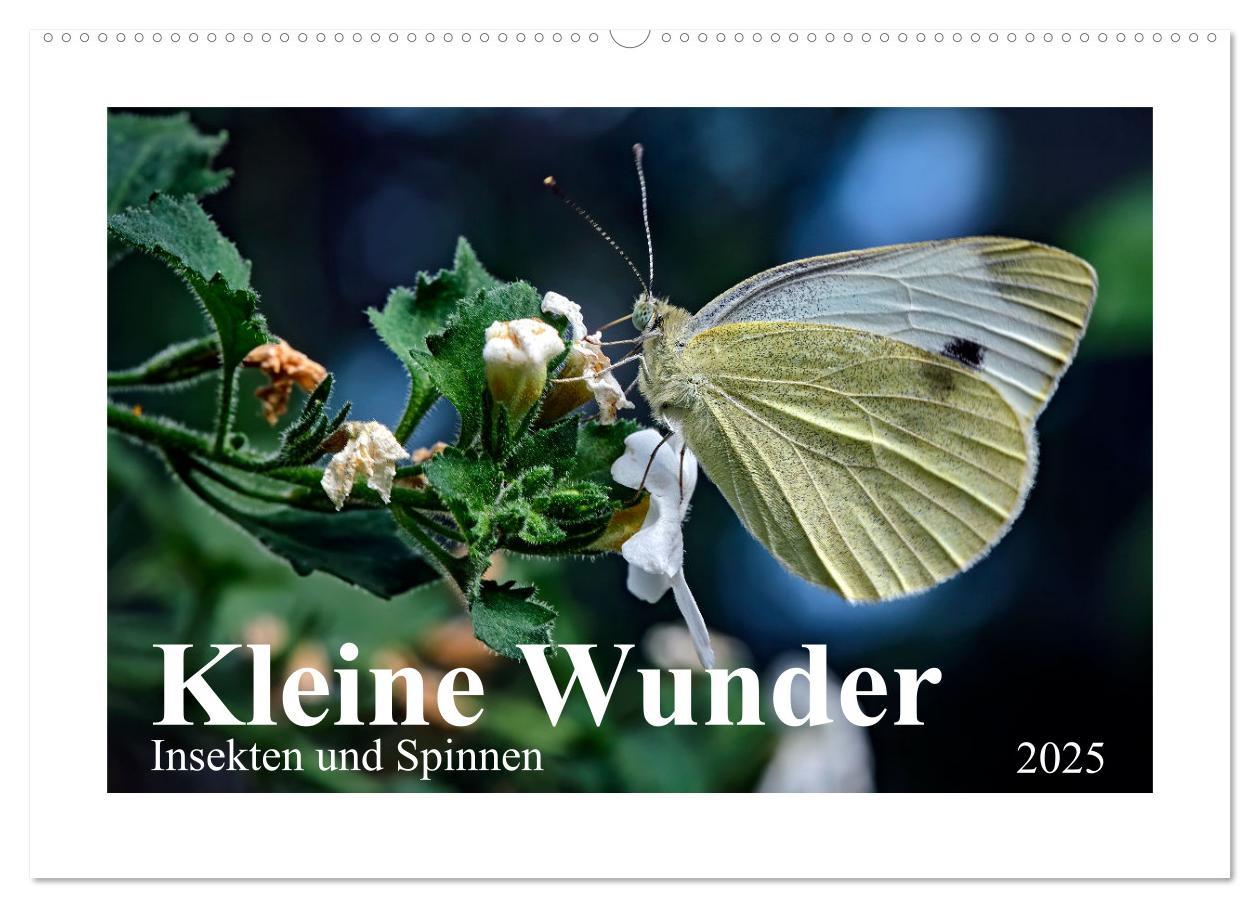 Kleine Wunder - Insekten und Spinnen (Wandkalender 2025 DIN A2 quer), CALVENDO Monatskalender