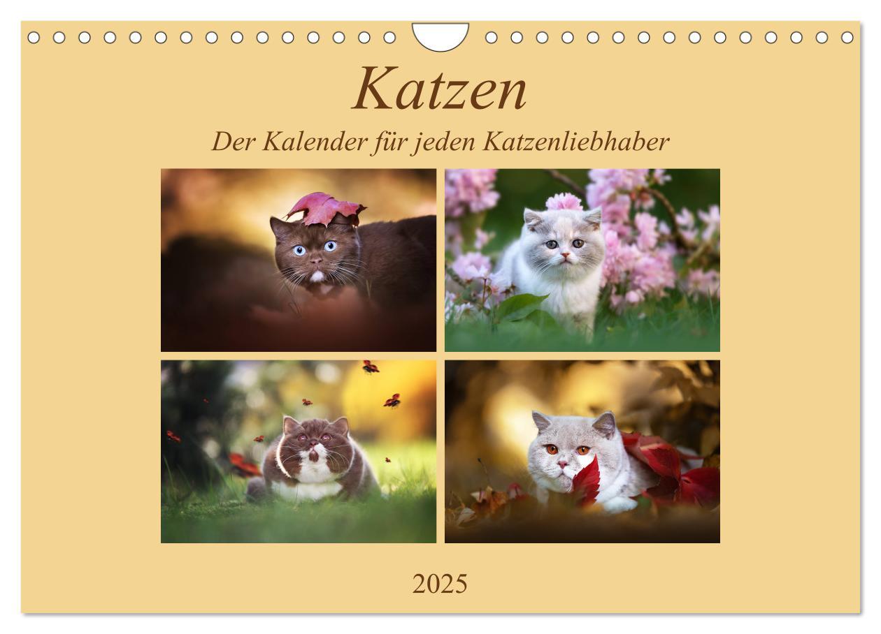 Katzen - Der Kalender für jeden Katzenliebhaber (Wandkalender 2025 DIN A4 quer), CALVENDO Monatskalender