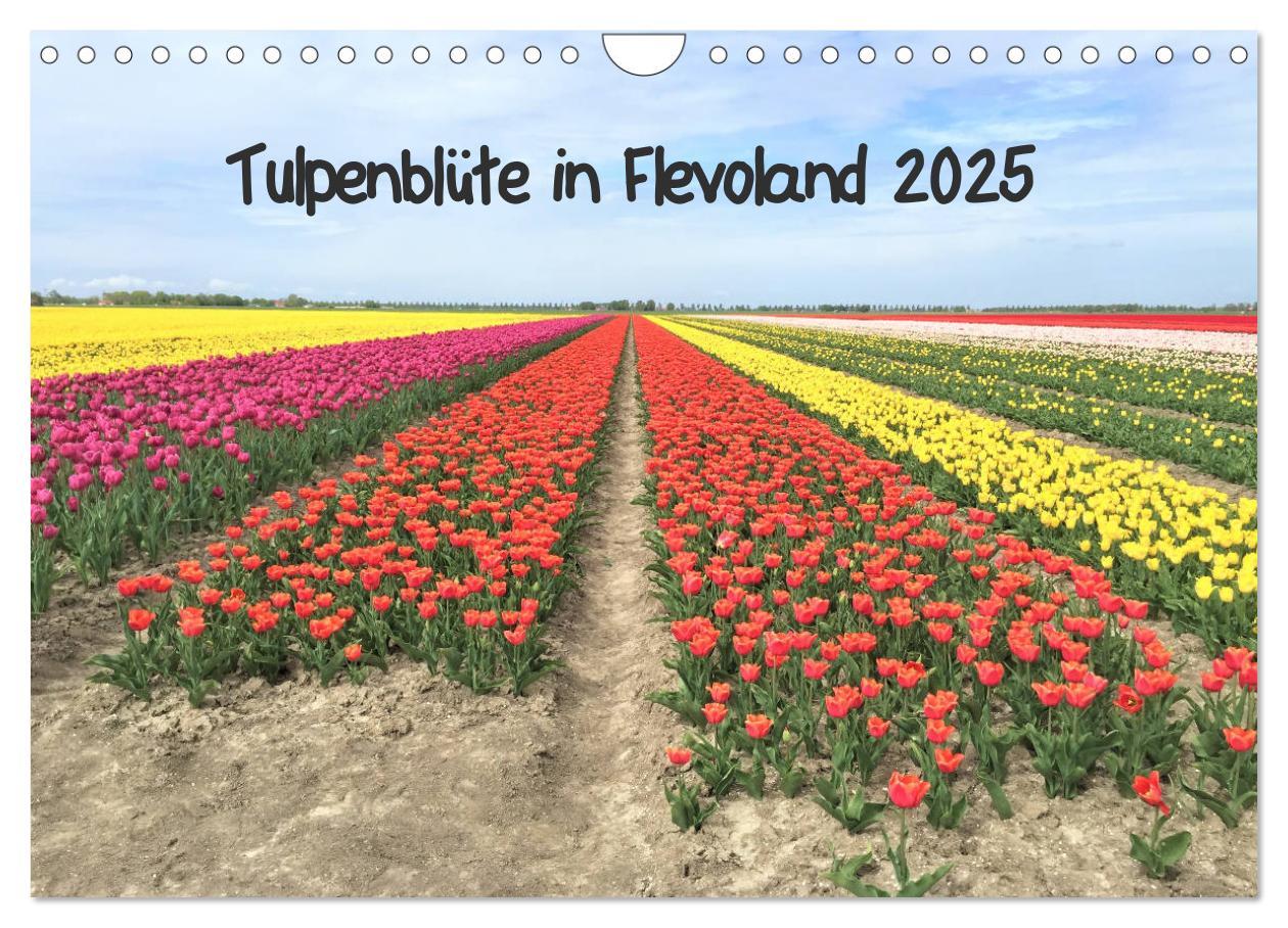 Tulpenblüte in Flevoland 2025 (Wandkalender 2025 DIN A4 quer), CALVENDO Monatskalender