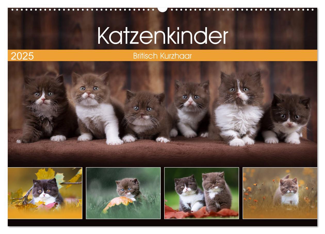 Katzenkinder - Britisch Kurzhaar (Wandkalender 2025 DIN A2 quer), CALVENDO Monatskalender