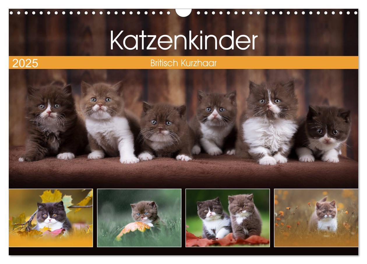 Katzenkinder - Britisch Kurzhaar (Wandkalender 2025 DIN A3 quer), CALVENDO Monatskalender