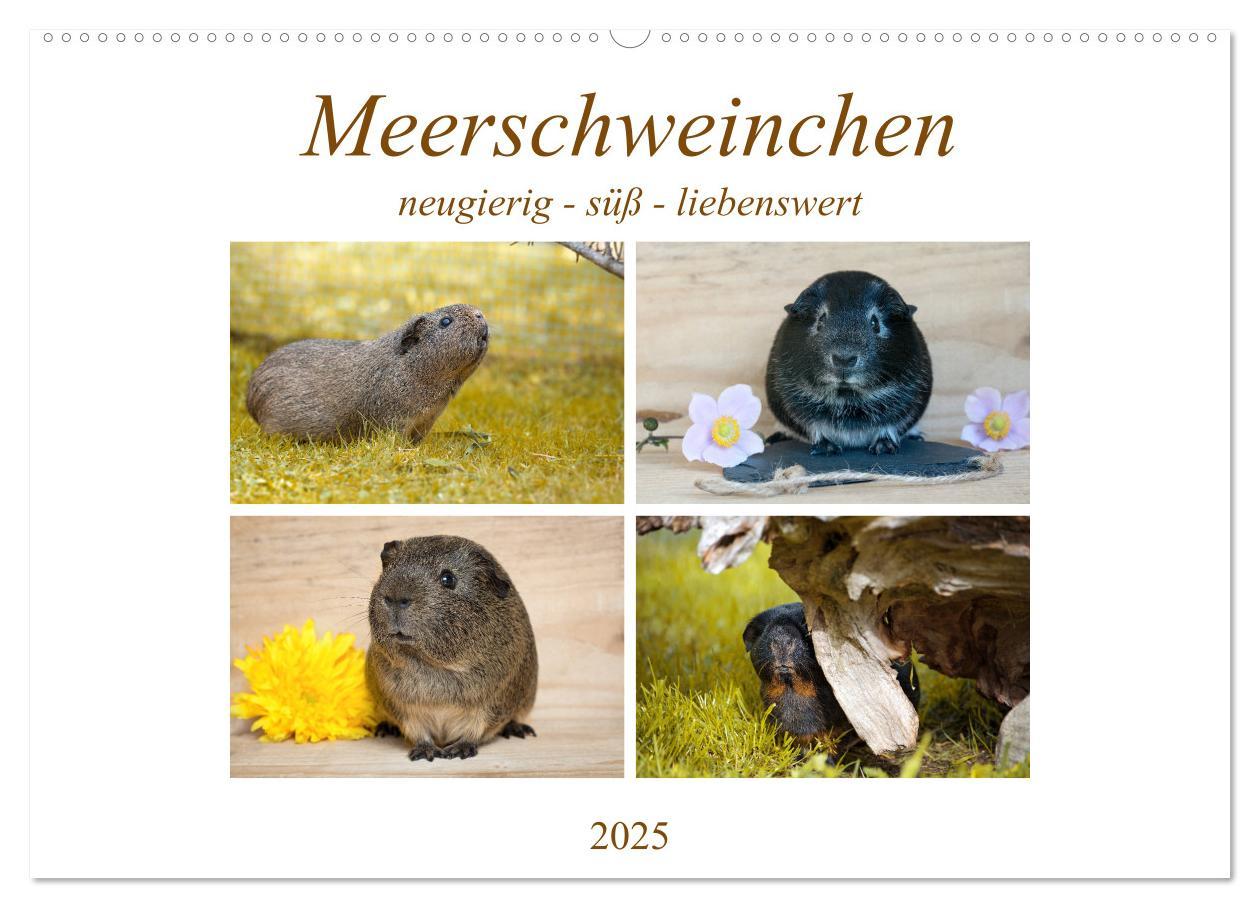 MEERSCHWEINCHEN neugierig - süß - liebenswert (Wandkalender 2025 DIN A2 quer), CALVENDO Monatskalender