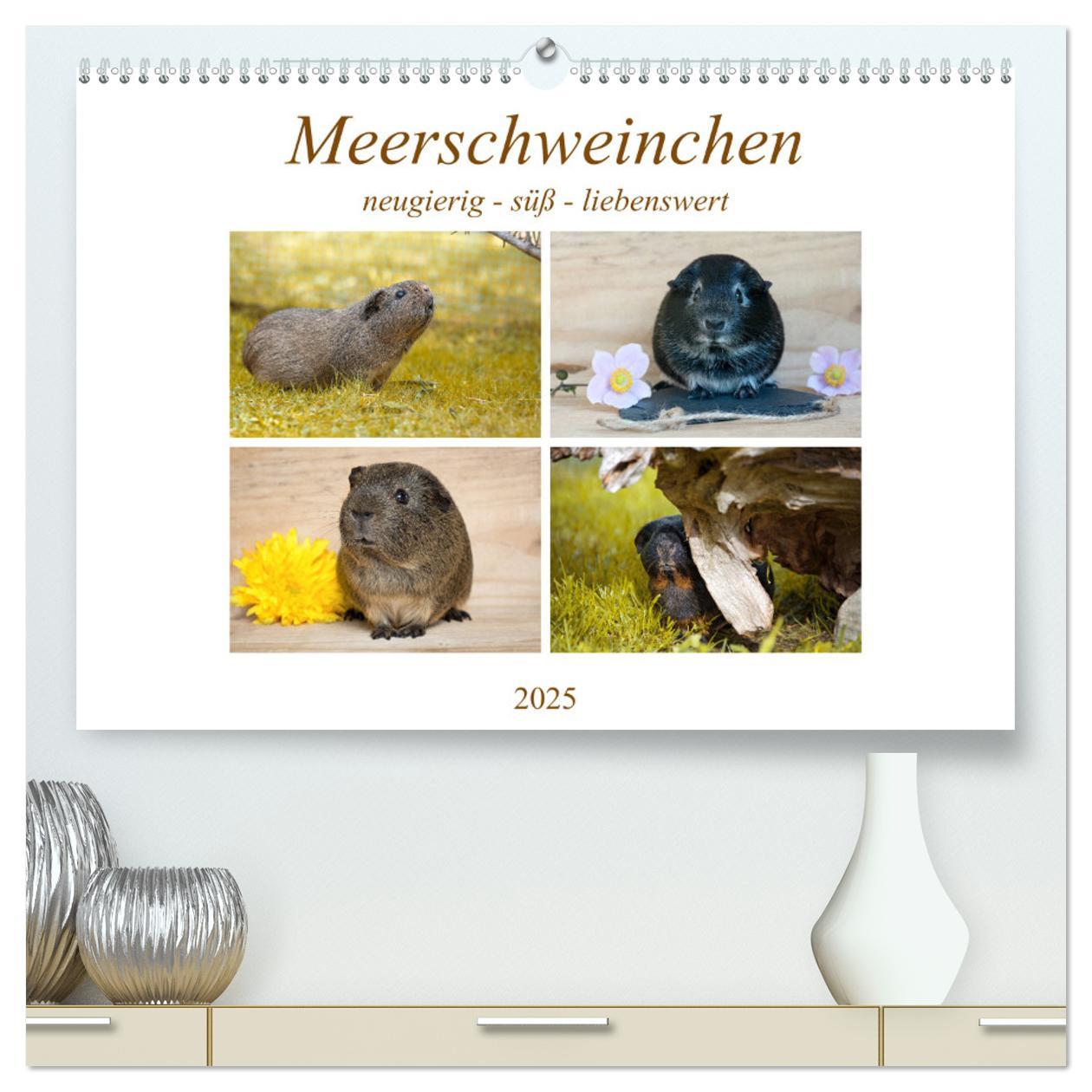 MEERSCHWEINCHEN neugierig - süß - liebenswert (hochwertiger Premium Wandkalender 2025 DIN A2 quer), Kunstdruck in Hochglanz