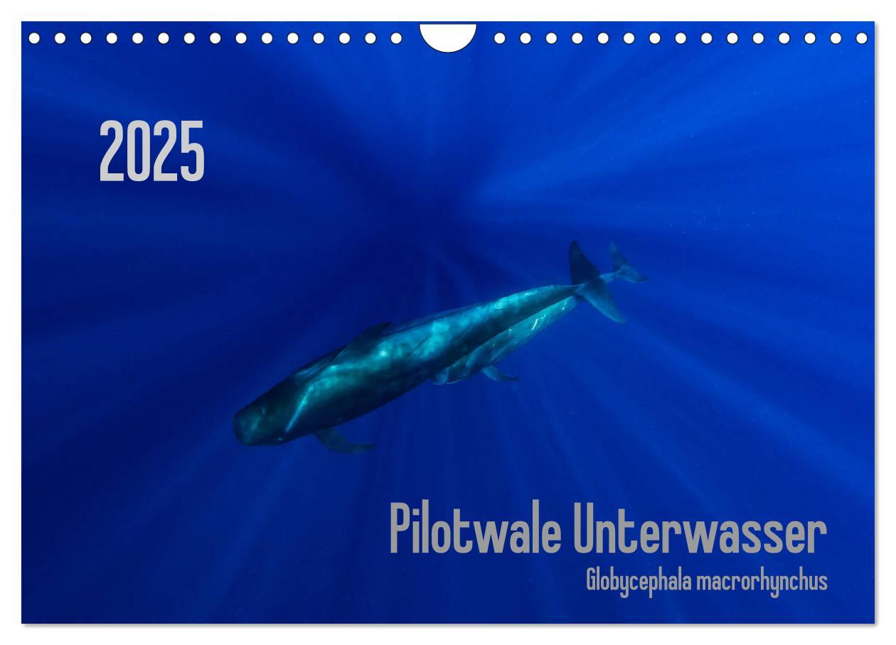 Pilotwale Unterwasser - Globicephala macrorhynchus (Wandkalender 2025 DIN A4 quer), CALVENDO Monatskalender