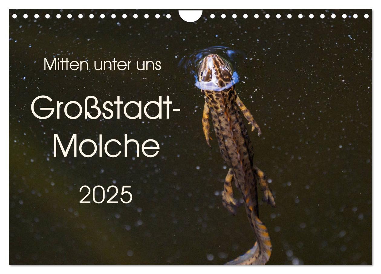 Mitten unter uns - Großstadt-Molche (Wandkalender 2025 DIN A4 quer), CALVENDO Monatskalender