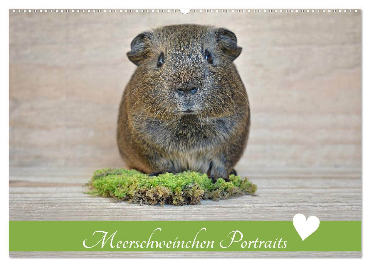 Meerschweinchen Portraits (Wandkalender 2025 DIN A2 quer), CALVENDO Monatskalender