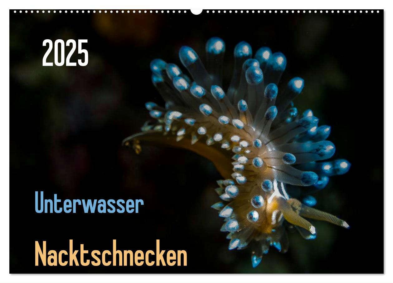 Unterwasser - Nacktschnecken 2025 (Wandkalender 2025 DIN A2 quer), CALVENDO Monatskalender