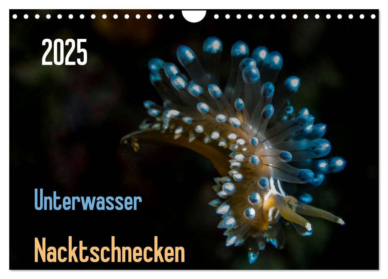 Unterwasser - Nacktschnecken 2025 (Wandkalender 2025 DIN A4 quer), CALVENDO Monatskalender