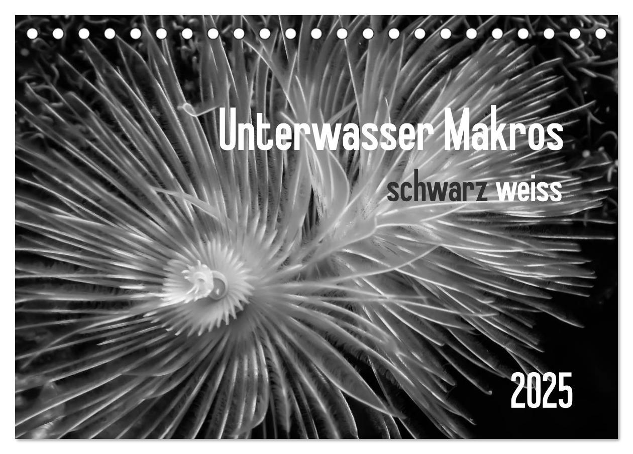 Unterwasser Makros - schwarz weiss 2025 (Tischkalender 2025 DIN A5 quer), CALVENDO Monatskalender