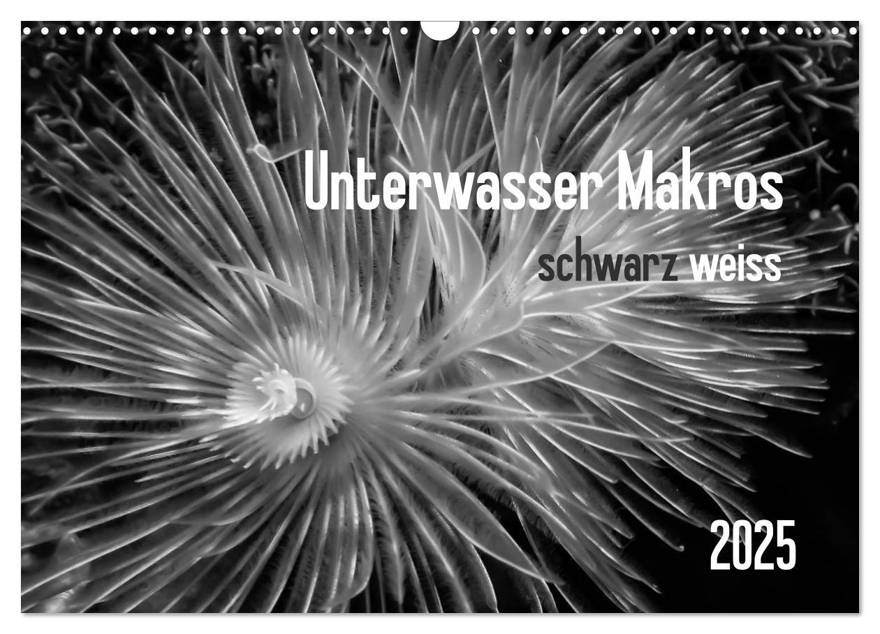 Unterwasser Makros - schwarz weiss 2025 (Wandkalender 2025 DIN A3 quer), CALVENDO Monatskalender