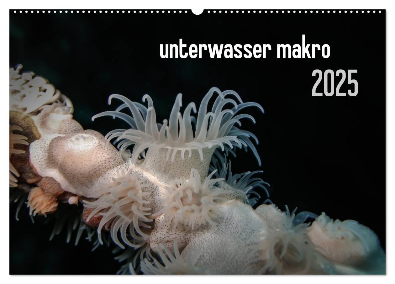 unterwasser makro 2025 (Wandkalender 2025 DIN A2 quer), CALVENDO Monatskalender