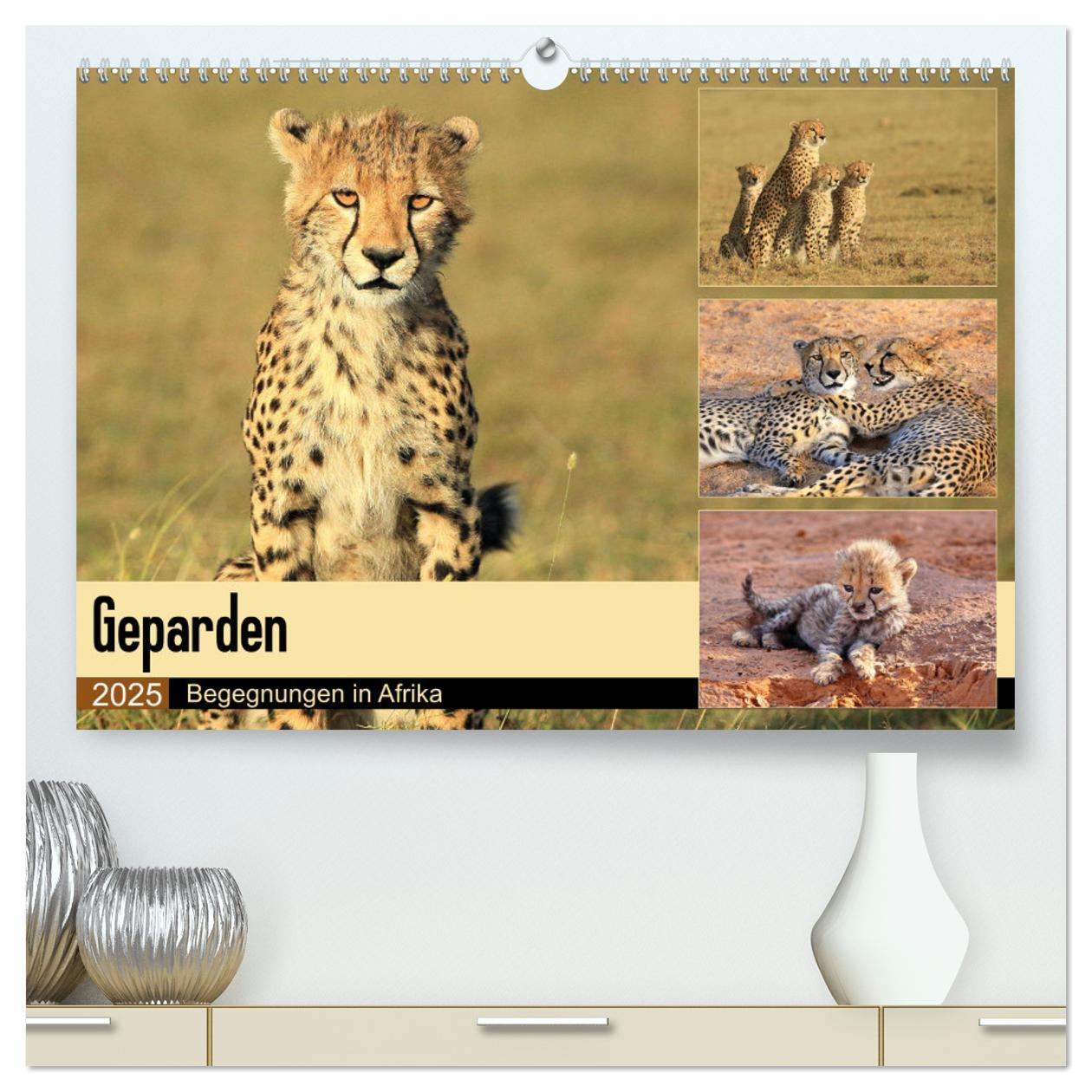 Geparden - Begegnungen in Afrika (hochwertiger Premium Wandkalender 2025 DIN A2 quer), Kunstdruck in Hochglanz