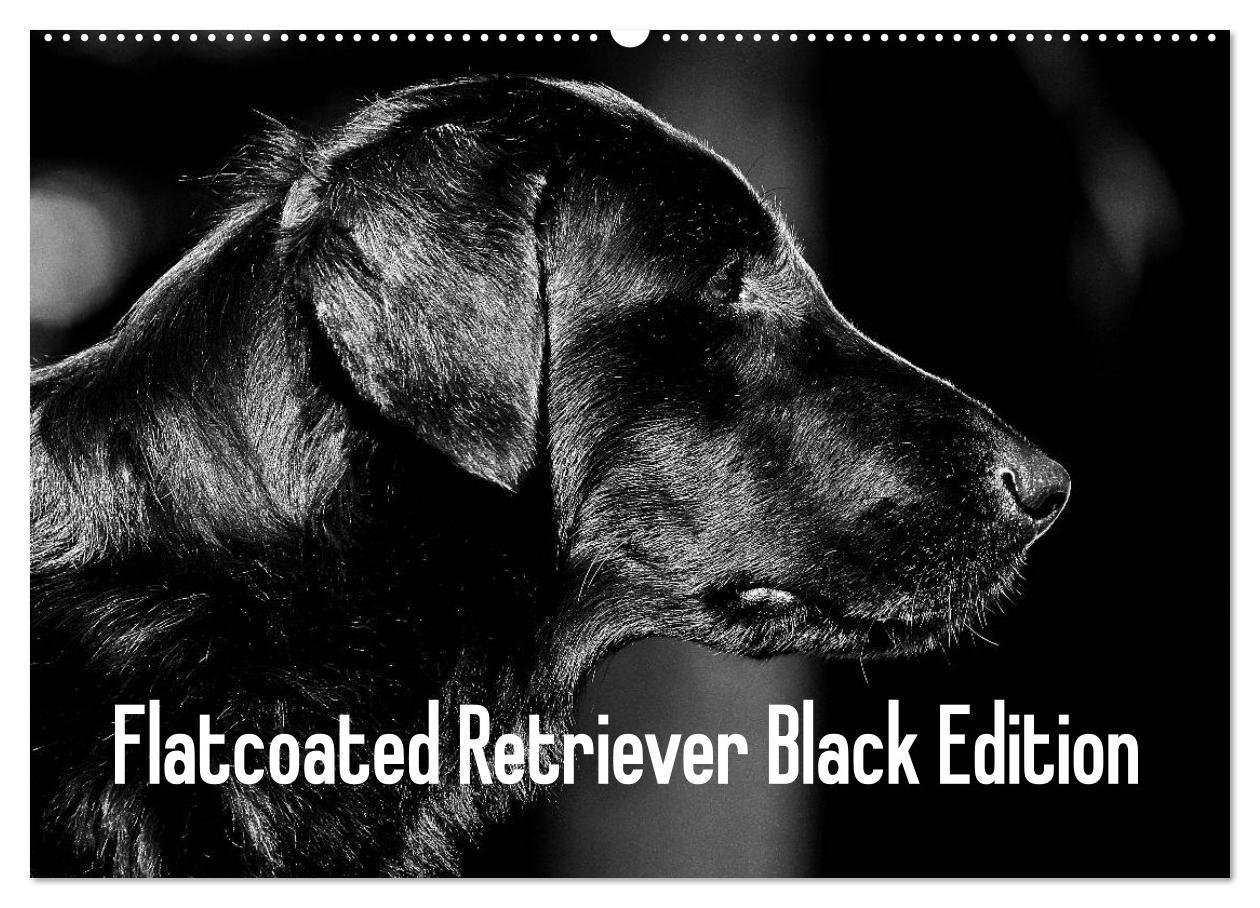 Flatcoated Retriever Black Edition (Wandkalender 2025 DIN A2 quer), CALVENDO Monatskalender