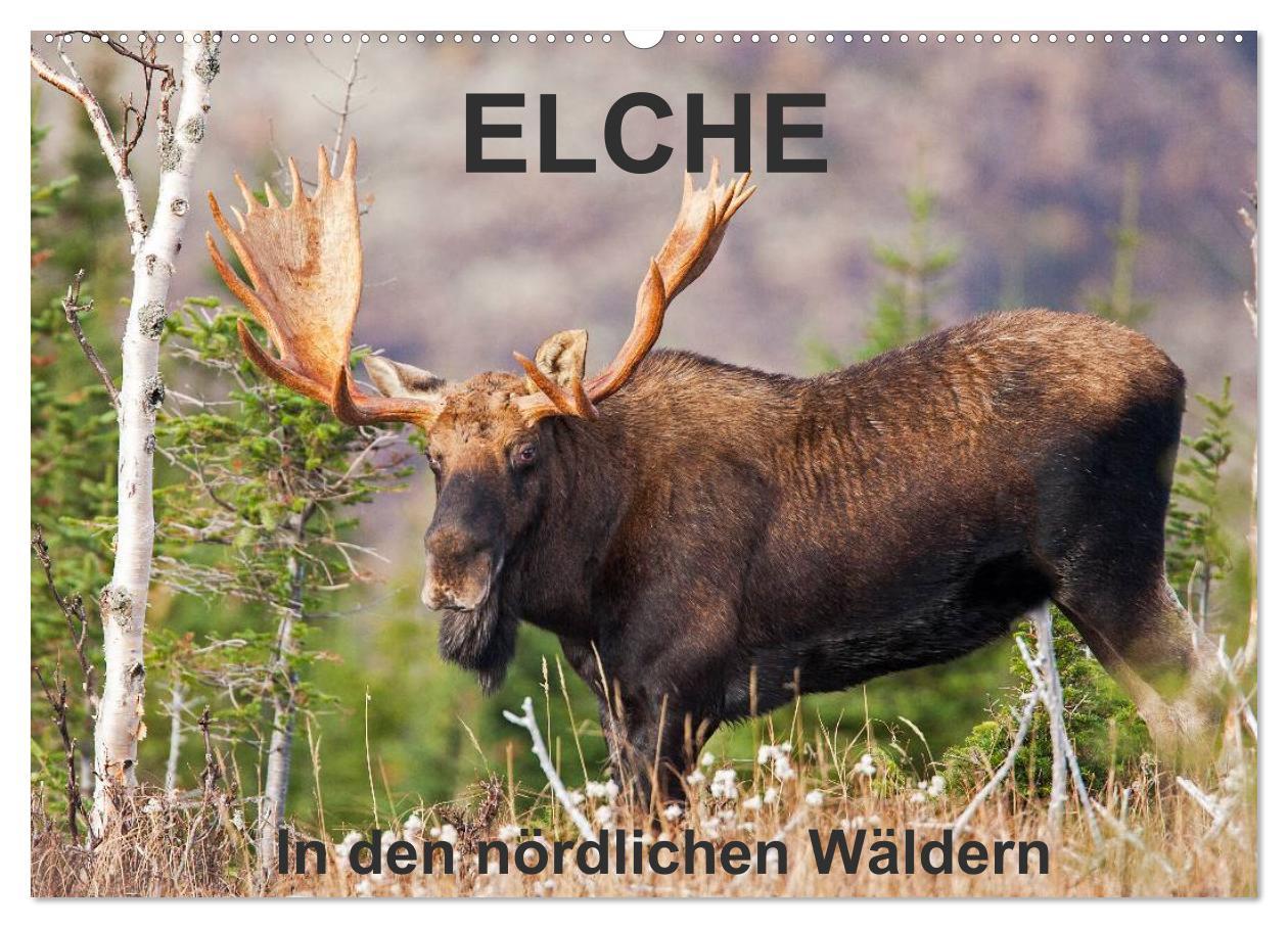 ELCHE In den nördlichen Wäldern (Wandkalender 2025 DIN A2 quer), CALVENDO Monatskalender