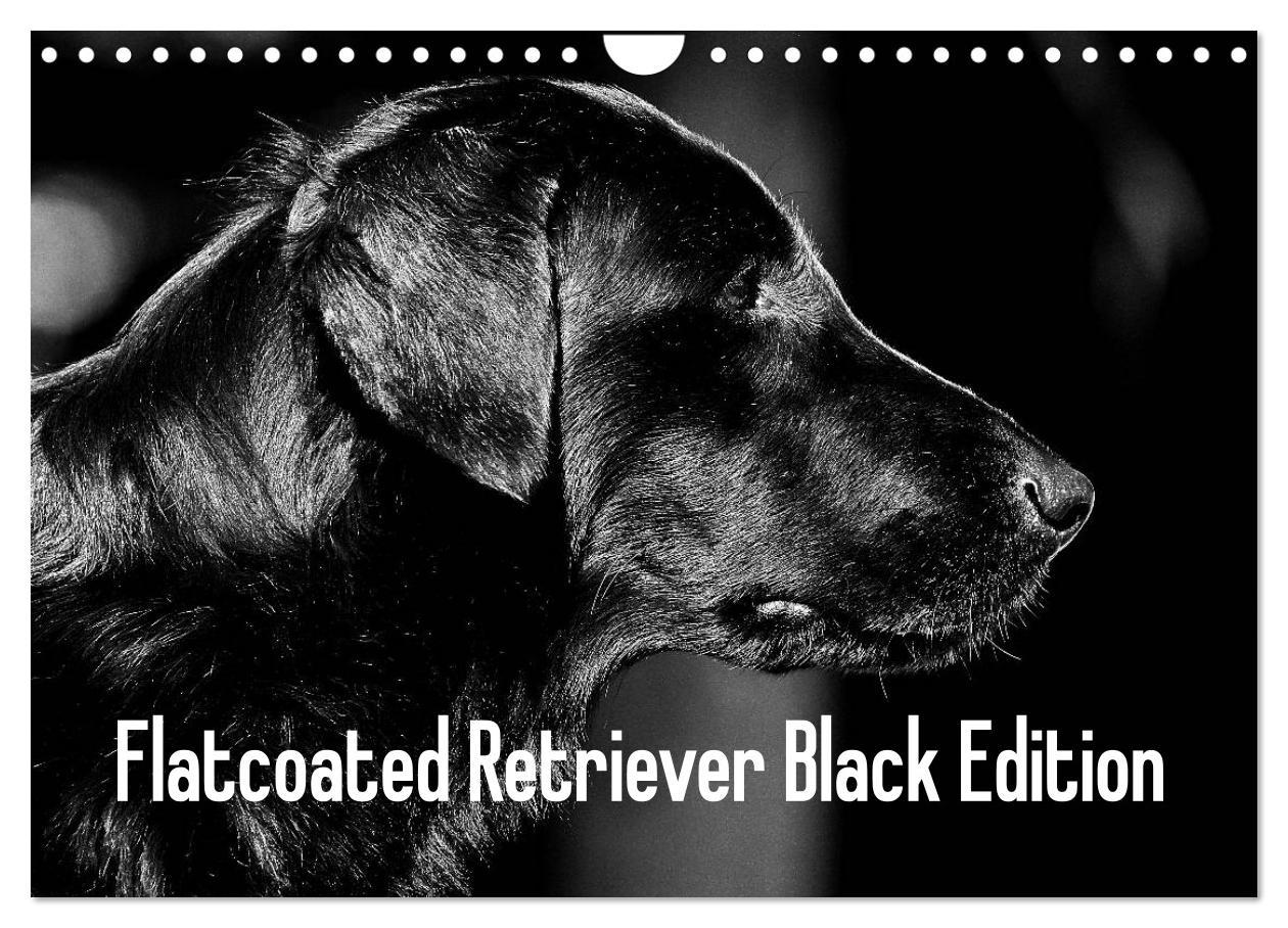 Flatcoated Retriever Black Edition (Wandkalender 2025 DIN A4 quer), CALVENDO Monatskalender