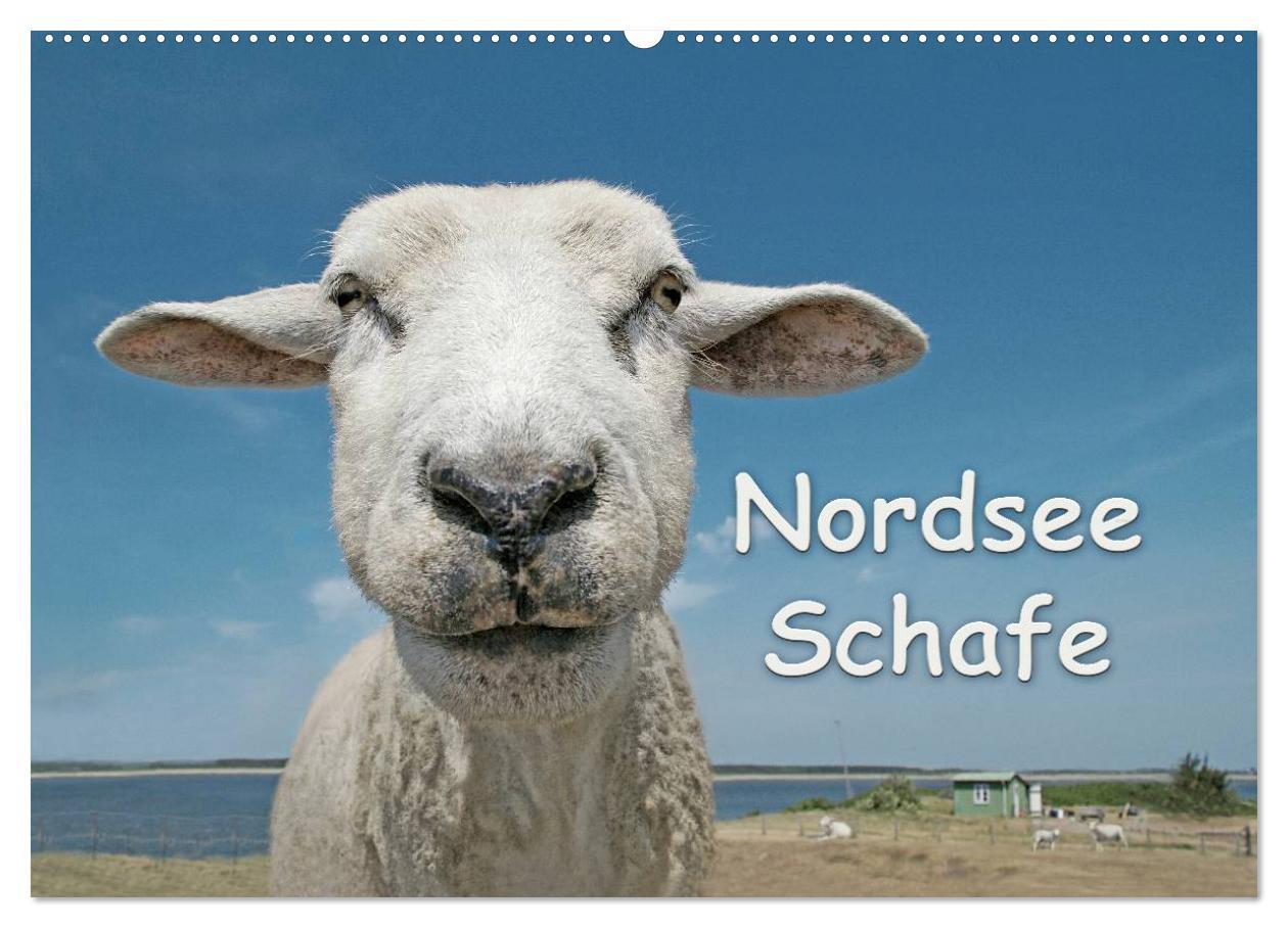 Nordsee Schafe (Wandkalender 2025 DIN A2 quer), CALVENDO Monatskalender