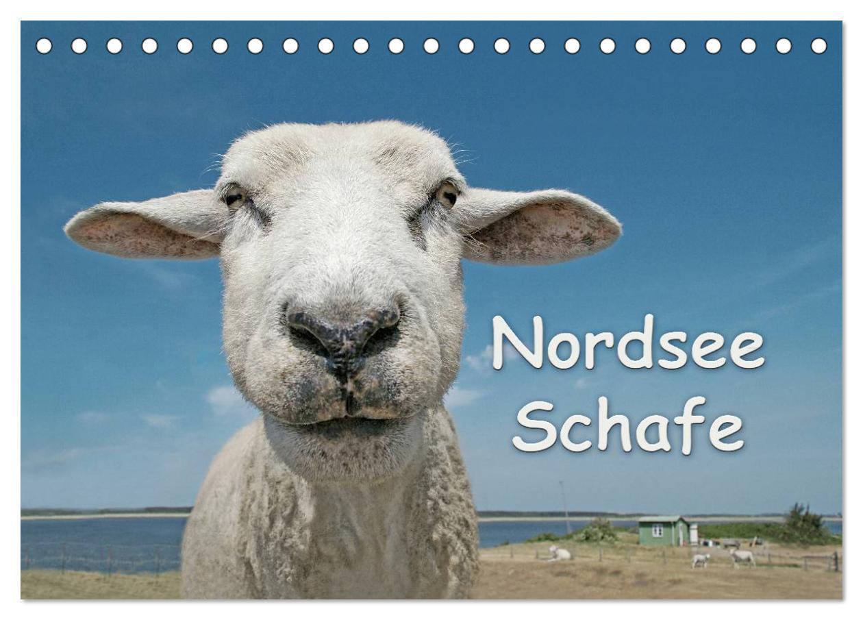 Nordsee Schafe (Tischkalender 2025 DIN A5 quer), CALVENDO Monatskalender