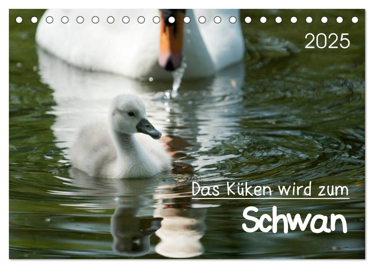 Das Küken wird zum Schwan (Tischkalender 2025 DIN A5 quer), CALVENDO Monatskalender