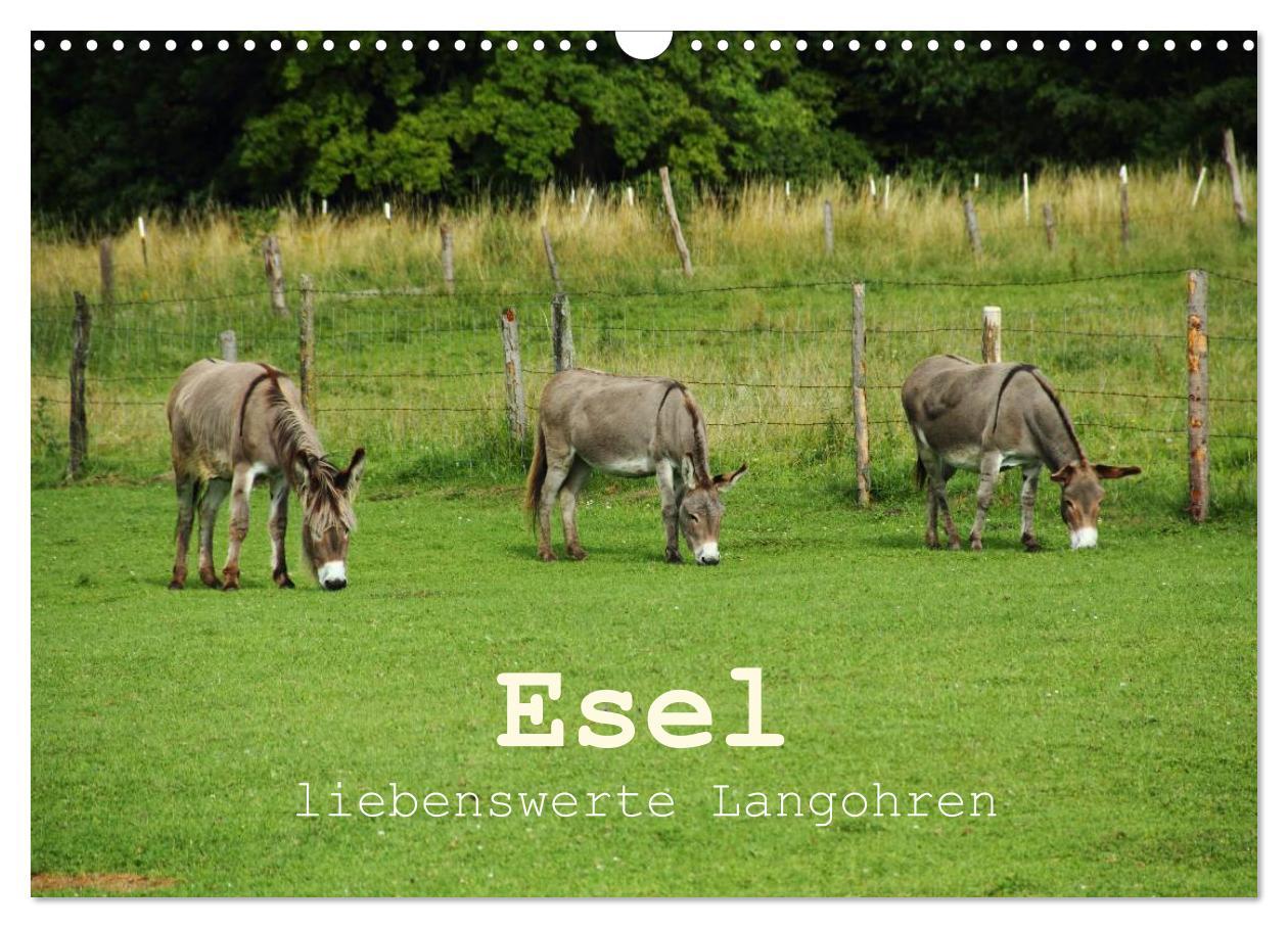 Esel - liebenswerte Langohren (Wandkalender 2025 DIN A3 quer), CALVENDO Monatskalender