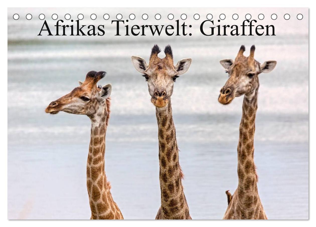 Afrikas Tierwelt: Giraffen (Tischkalender 2025 DIN A5 quer), CALVENDO Monatskalender