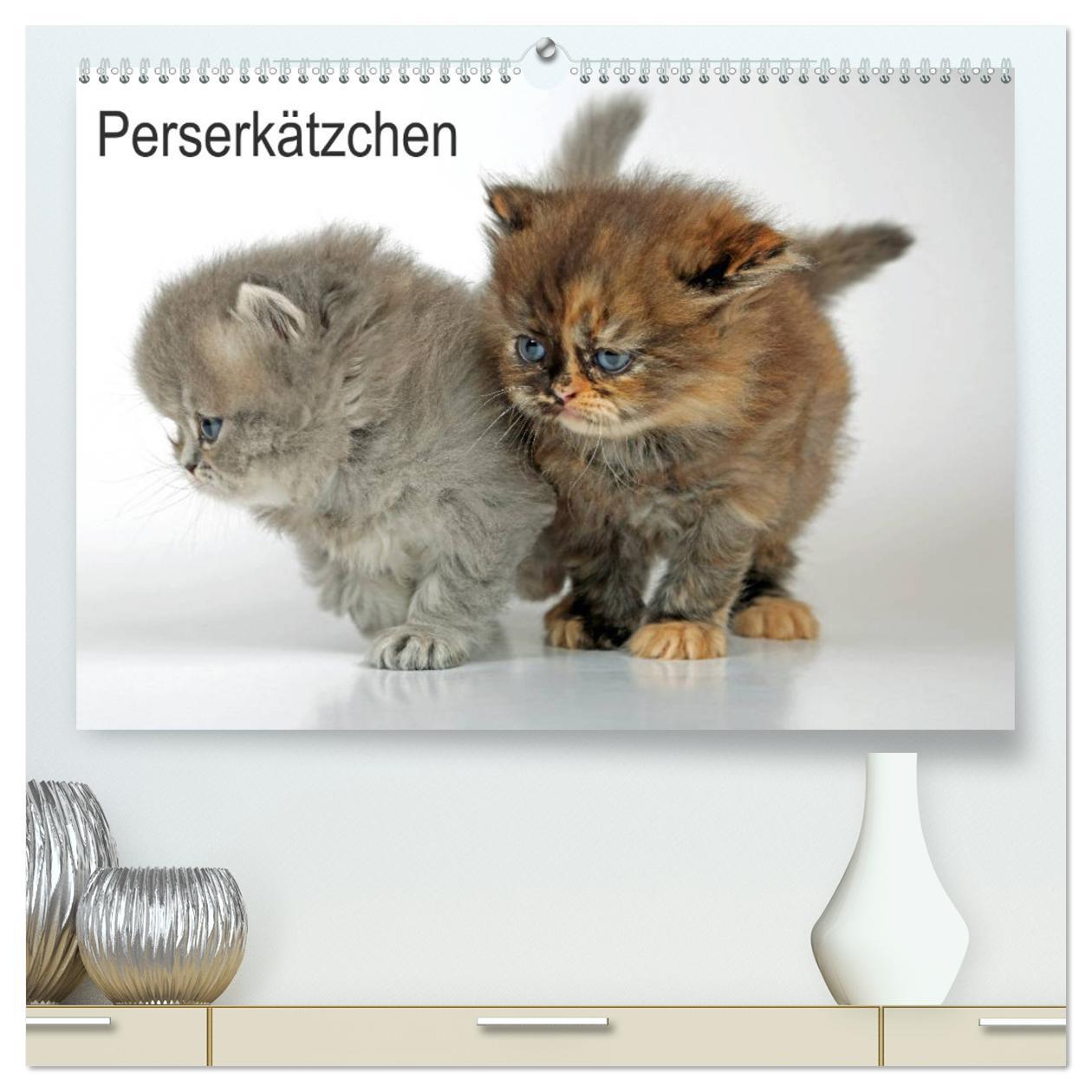 Perserkätzchen / CH-Version (hochwertiger Premium Wandkalender 2025 DIN A2 quer), Kunstdruck in Hochglanz