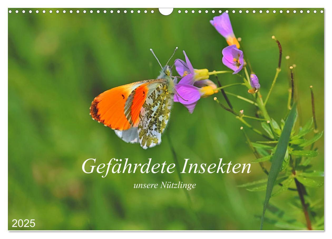 Gefährdete Insekten - unsere Nützlinge (Wandkalender 2025 DIN A3 quer), CALVENDO Monatskalender