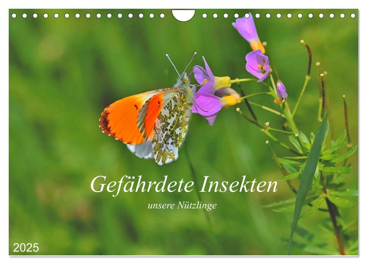 Gefährdete Insekten - unsere Nützlinge (Wandkalender 2025 DIN A4 quer), CALVENDO Monatskalender