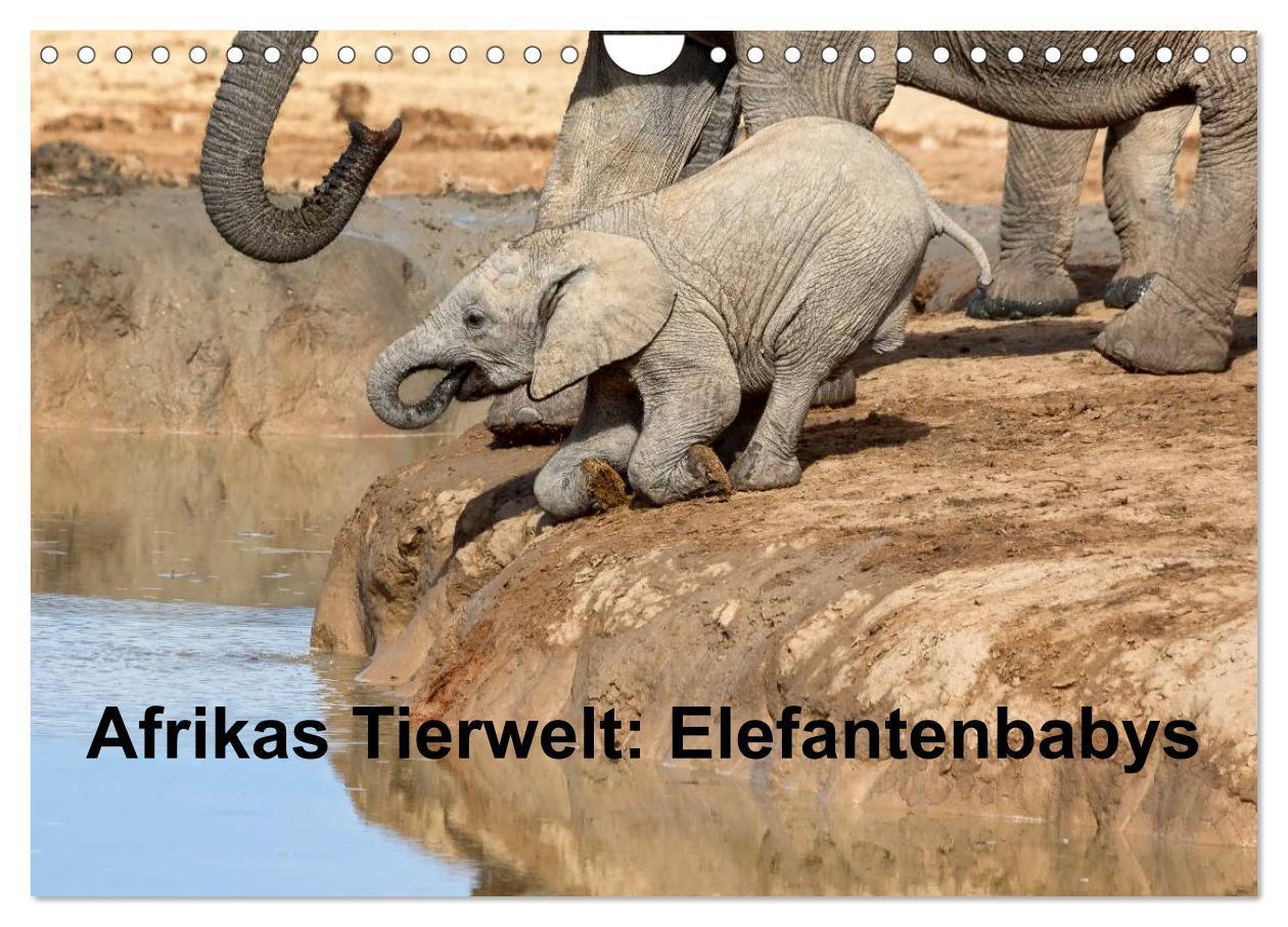 Afrikas Tierwelt: Elefantenbabys (Wandkalender 2025 DIN A4 quer), CALVENDO Monatskalender