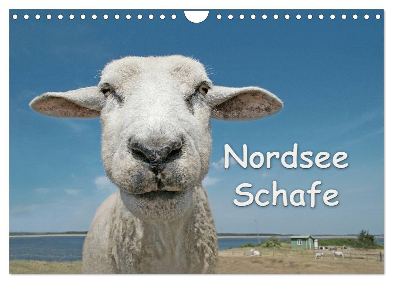 Nordsee Schafe (Wandkalender 2025 DIN A4 quer), CALVENDO Monatskalender