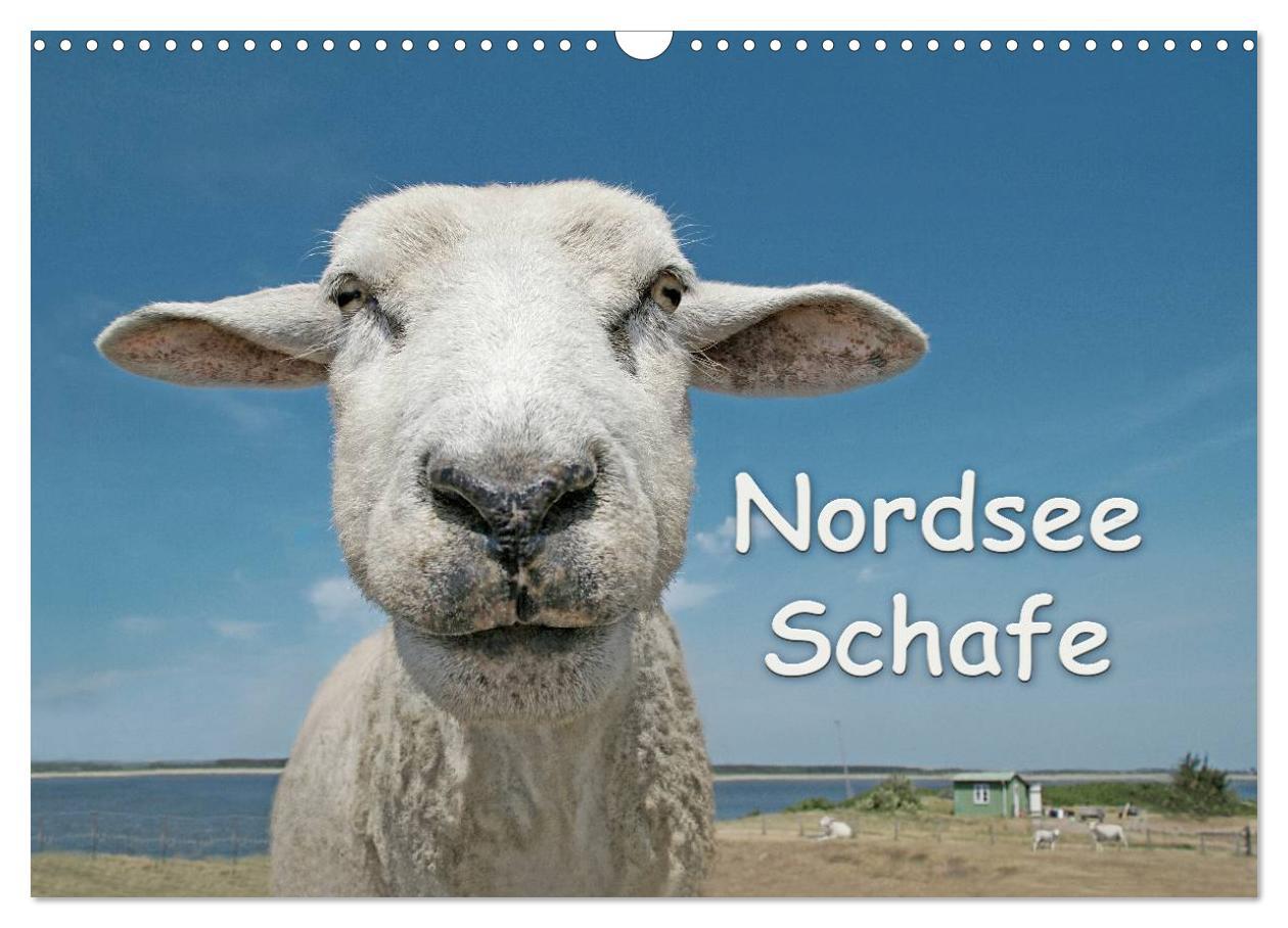 Nordsee Schafe (Wandkalender 2025 DIN A3 quer), CALVENDO Monatskalender