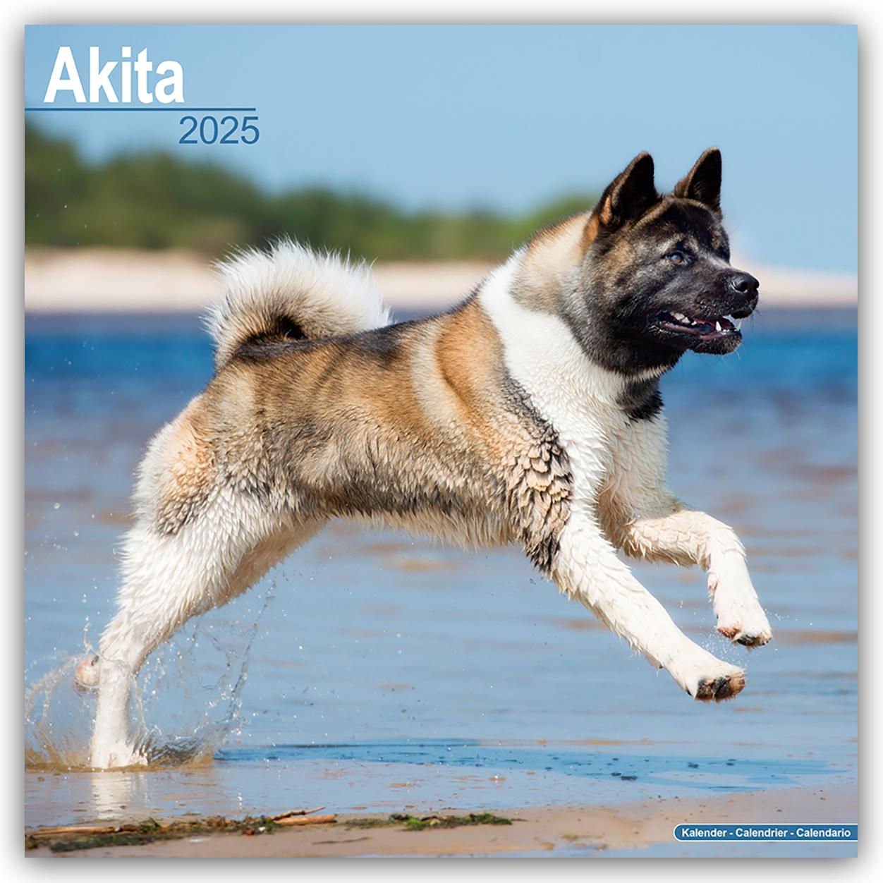 Akitas 2025 - 16-Monatskalender