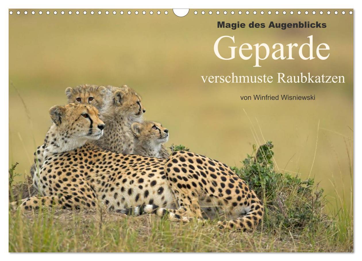 Magie des Augenblicks - Geparde - verschmuste Raubkatzen (Wandkalender 2025 DIN A3 quer), CALVENDO Monatskalender