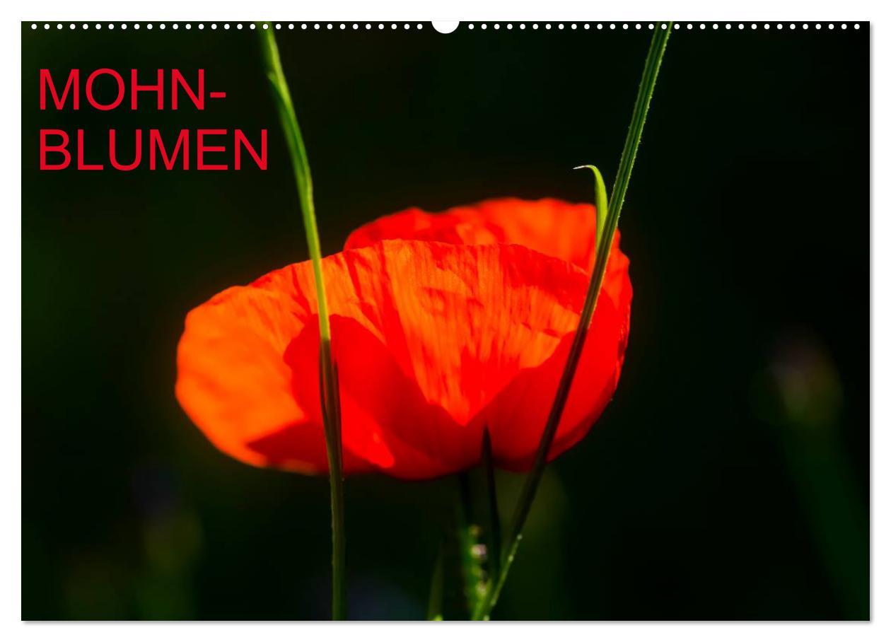 Mohnblumen (Wandkalender 2025 DIN A2 quer), CALVENDO Monatskalender