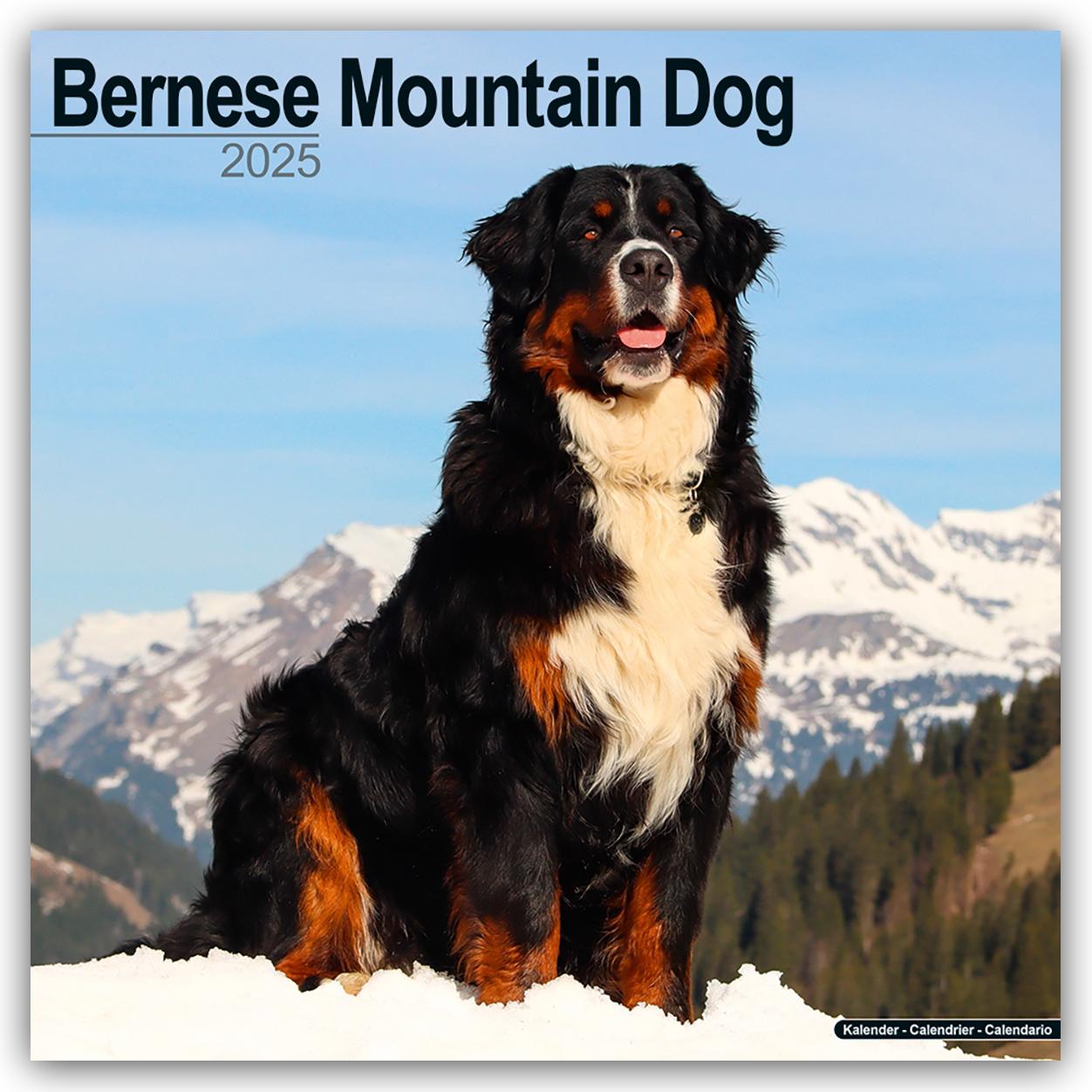 Bernese Mountain Dog - Berner Sennenhund 2025 - 16-Monatskalender