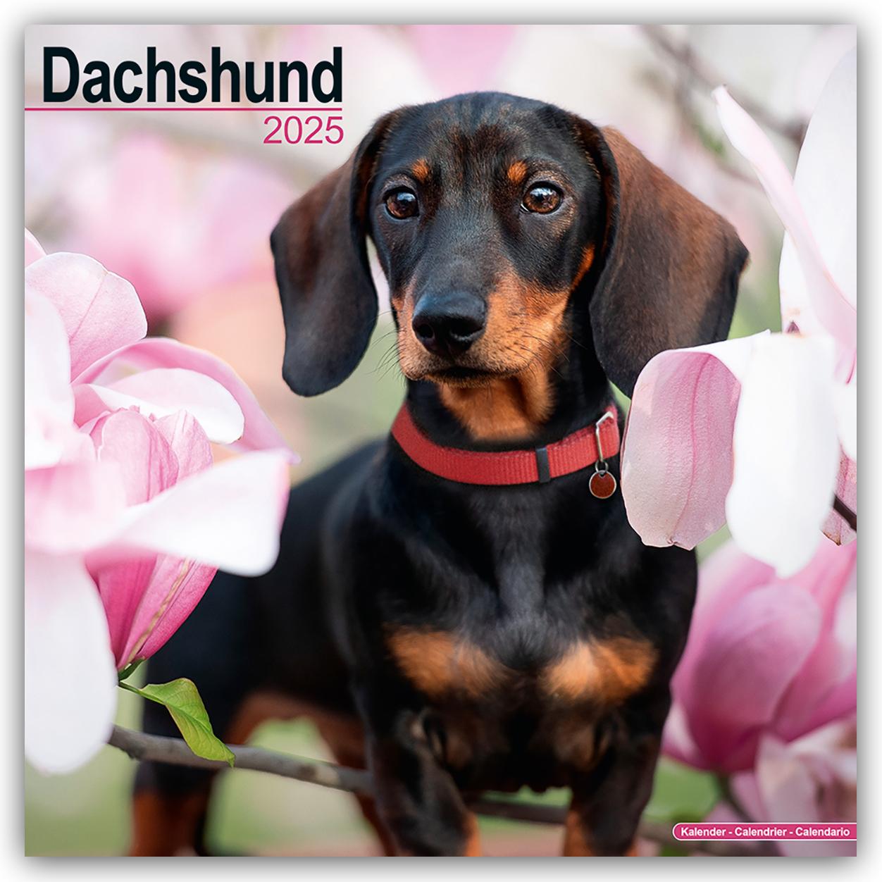 Dachshund - Dackel 2025 - 16-Monatskalender