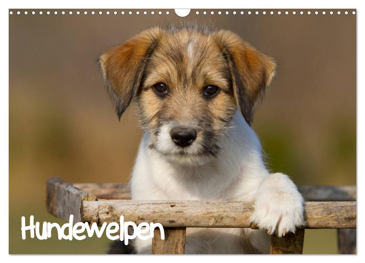 Hundewelpen (Wandkalender 2025 DIN A3 quer), CALVENDO Monatskalender