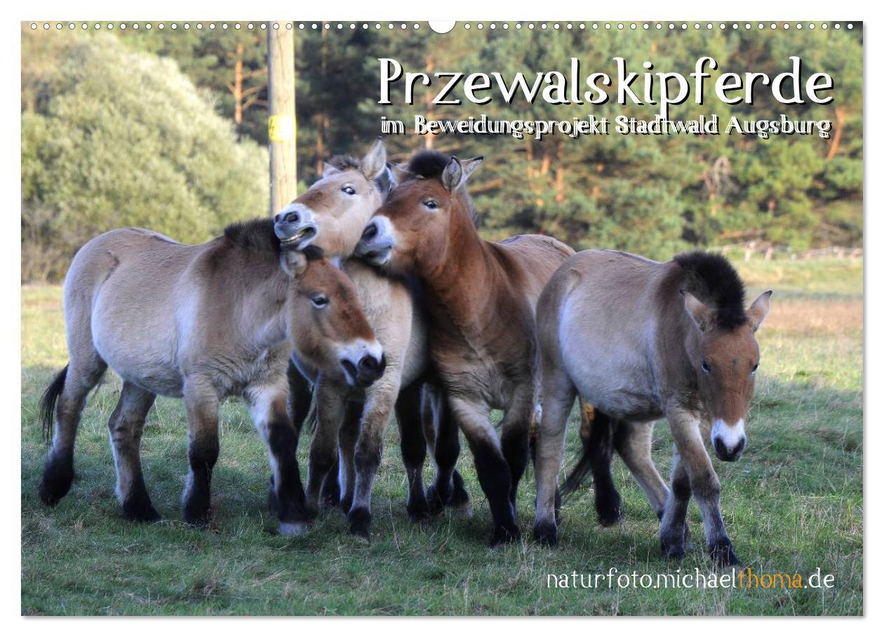 Przewalskipferde (Wandkalender 2025 DIN A2 quer), CALVENDO Monatskalender