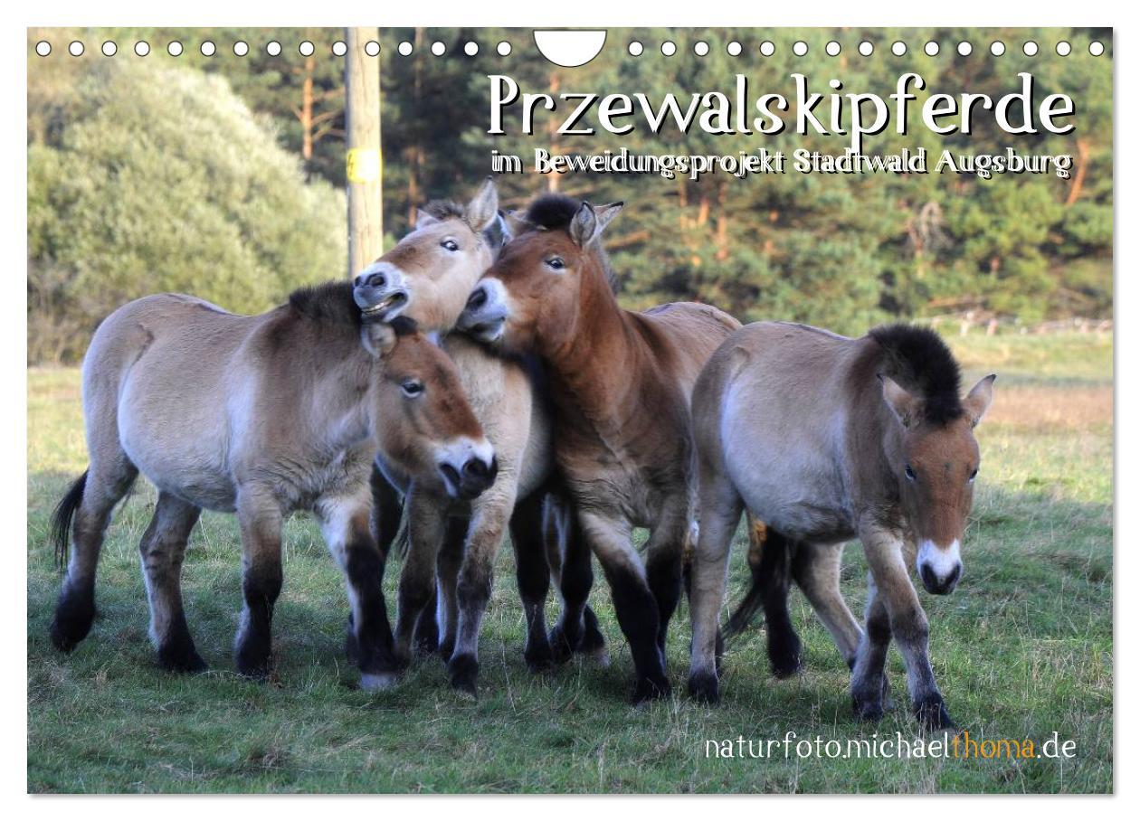 Przewalskipferde (Wandkalender 2025 DIN A4 quer), CALVENDO Monatskalender